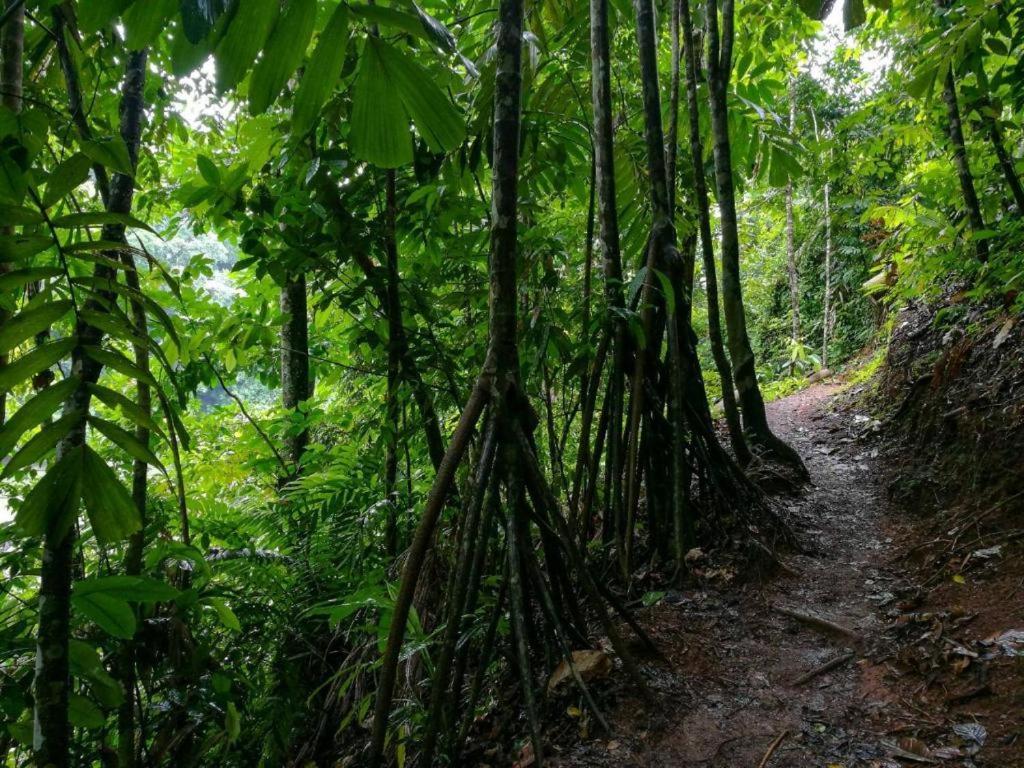 Vista Alta Ecolodge Bahia Drake Дрейк Екстер'єр фото