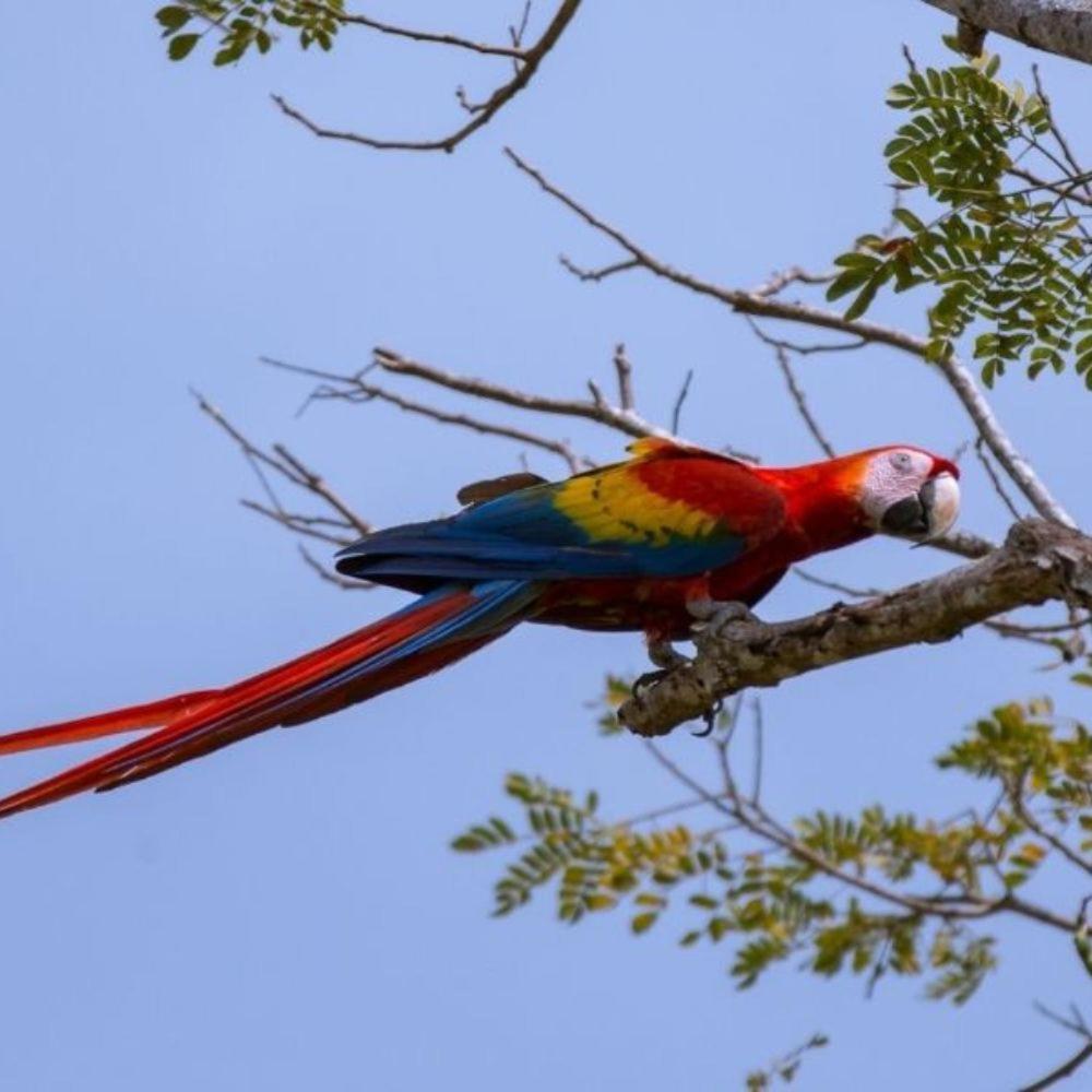 Vista Alta Ecolodge Bahia Drake Дрейк Екстер'єр фото