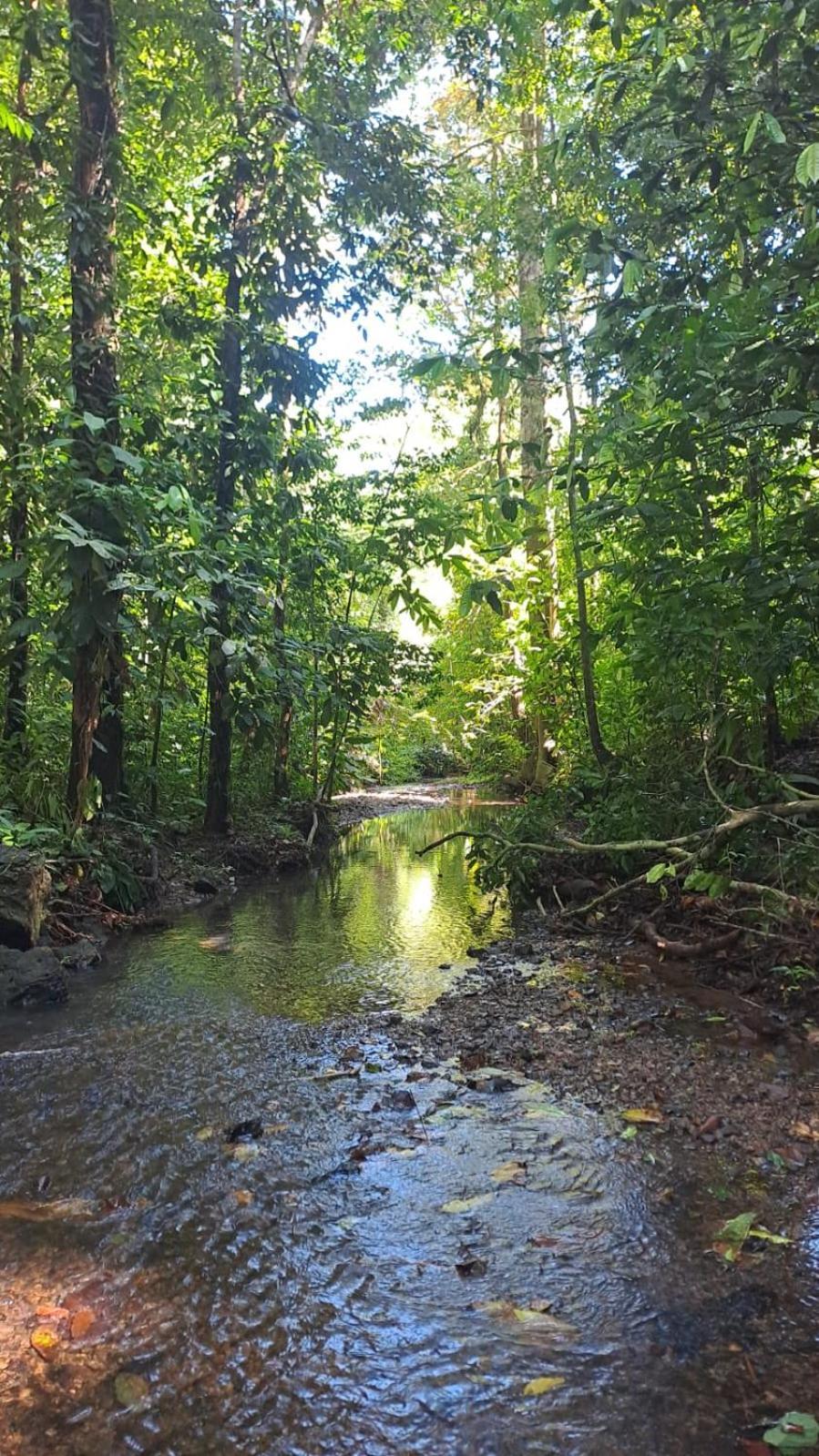 Vista Alta Ecolodge Bahia Drake Дрейк Екстер'єр фото