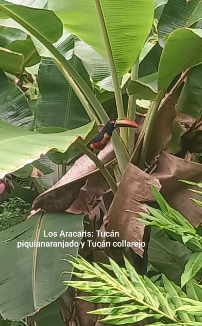 Vista Alta Ecolodge Bahia Drake Дрейк Екстер'єр фото
